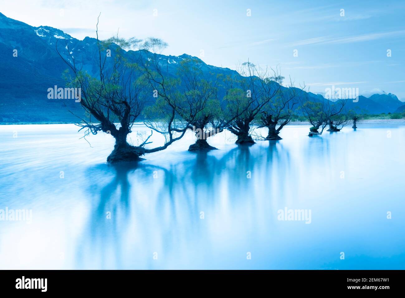 Willow trees in Lake Wakatipu, Glenorchy, New Zealand Stock Photo