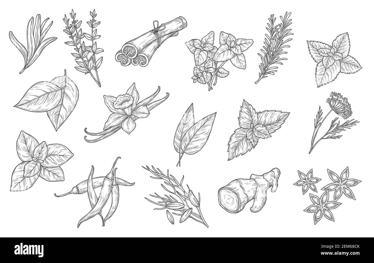 Cooking spices and herb seasonings, vector sketch icons. Herbal condiments and culinary flavorings, cinnamon, vanilla and chili pepper, anise and mint Stock Vector