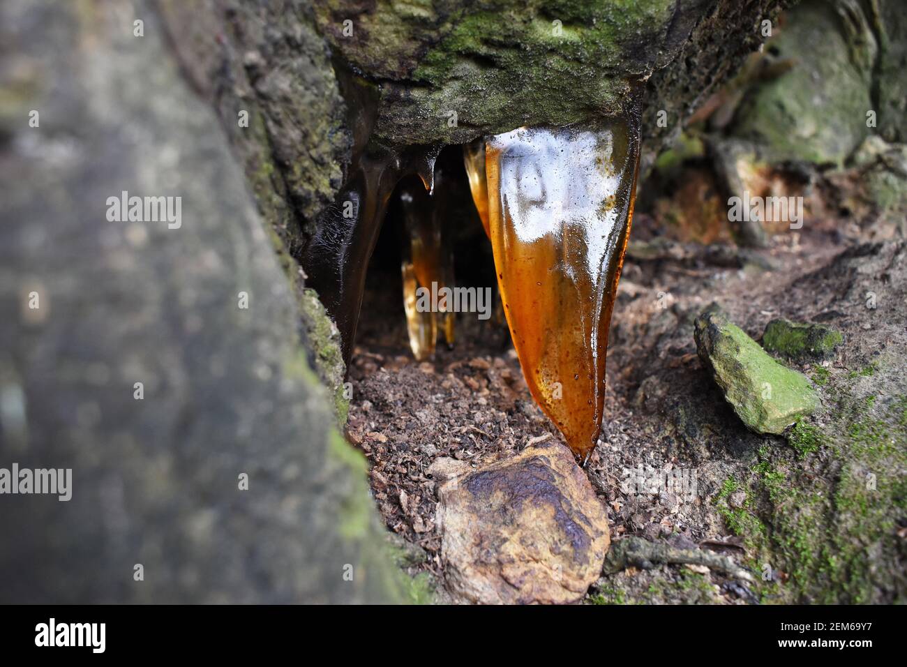 Resin leaking from underneath a tree takes the shape of icicles and are illuminated by sunlight. The amber coloured sapcicles are close to the ground. Stock Photo