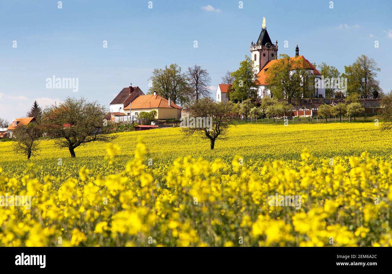 church and golden rapeseed field (brassica napus) plant for green energy and oil industry - Budisov village, Czech Republic Stock Photo