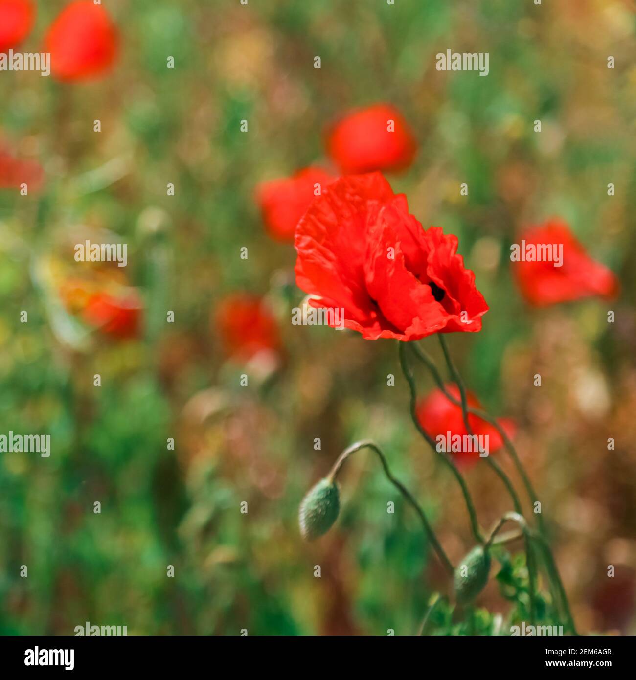 Blooming poppy in field. Beautiful field with blooming poppies as symbol of memory war and anzac day in summer. Wildflowers poppy field landscape Stock Photo