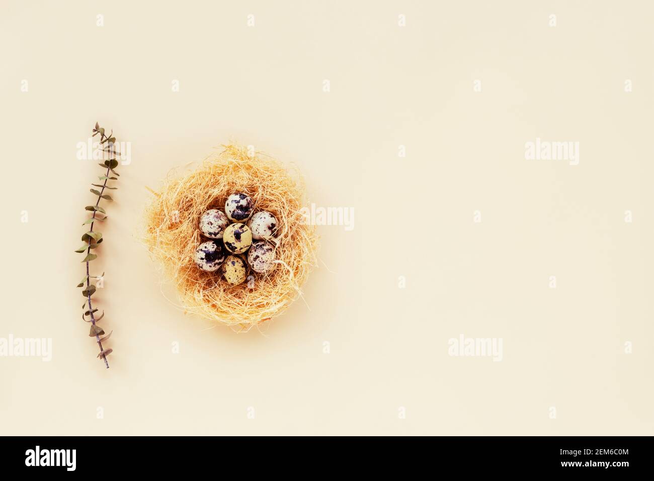A nest with quail eggs and eucalyptus branch on beige background ...