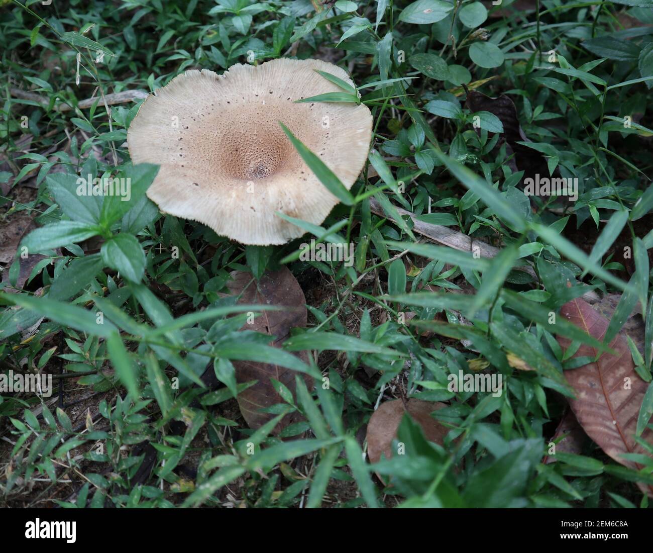 Few grass leaves and large mushroom on the ground Stock Photo