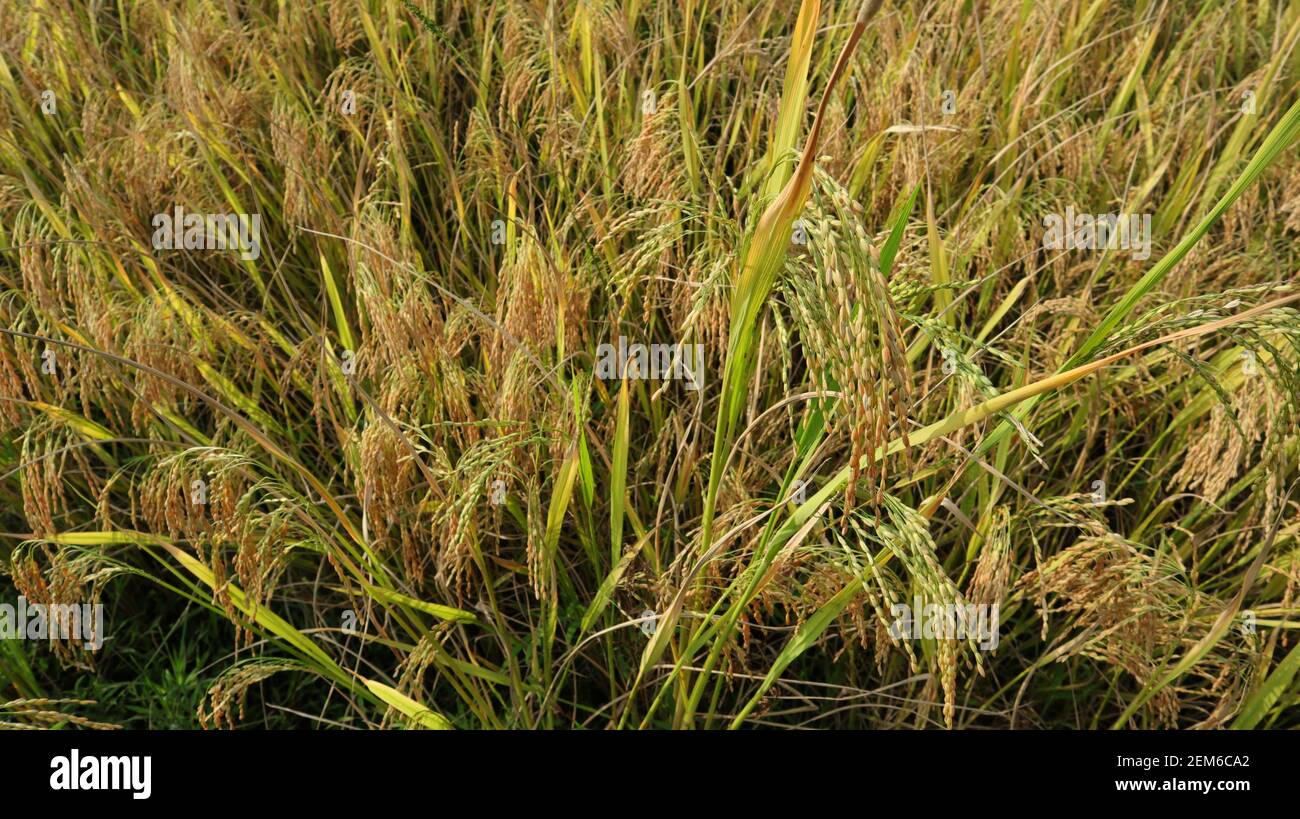 Top view of a paddy plant with well ripened rice spikes in the paddy field Stock Photo