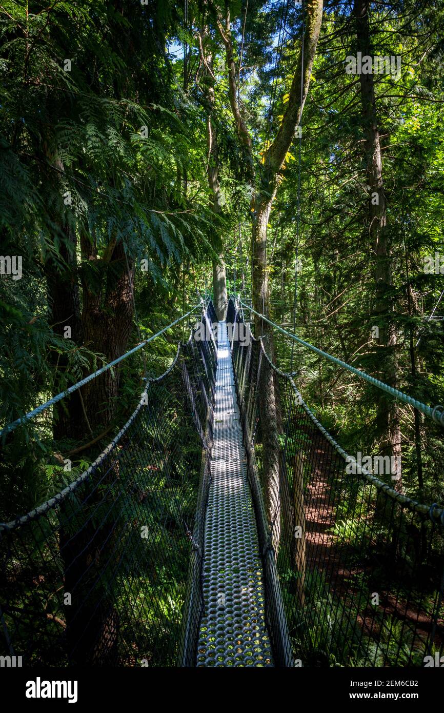 walking on an elevatead pedestrian suspension bridge through the trees