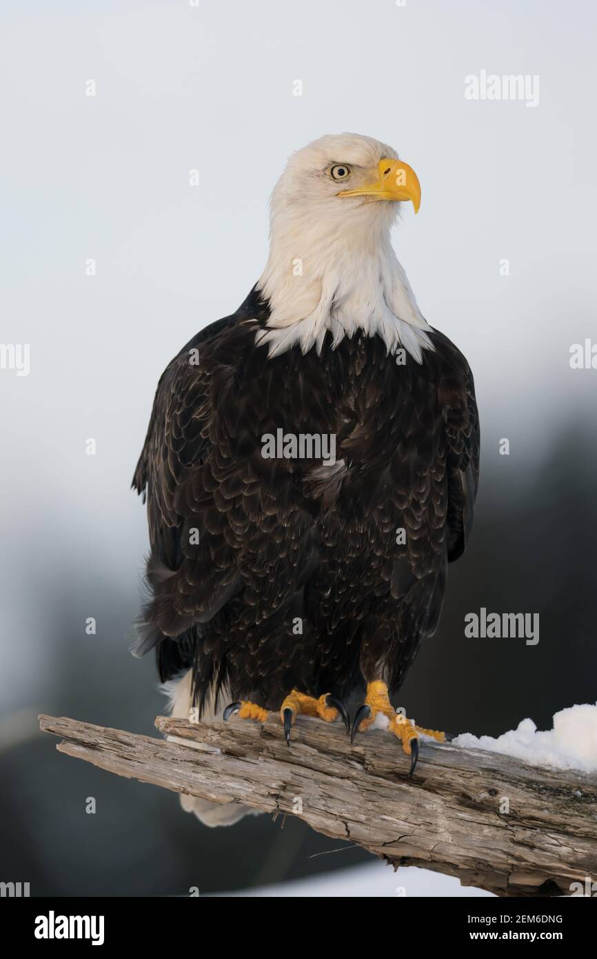 Bald eagle (Haliaeetus leucocephalus) in Homer, Alaska Stock Photo