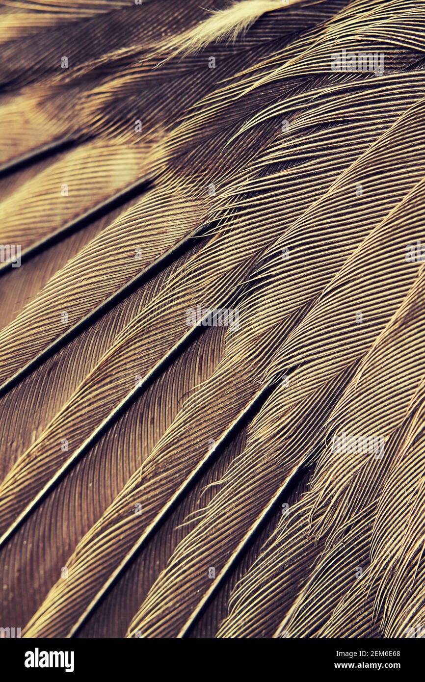 Abstract close up wing hi-res stock photography and images - Alamy