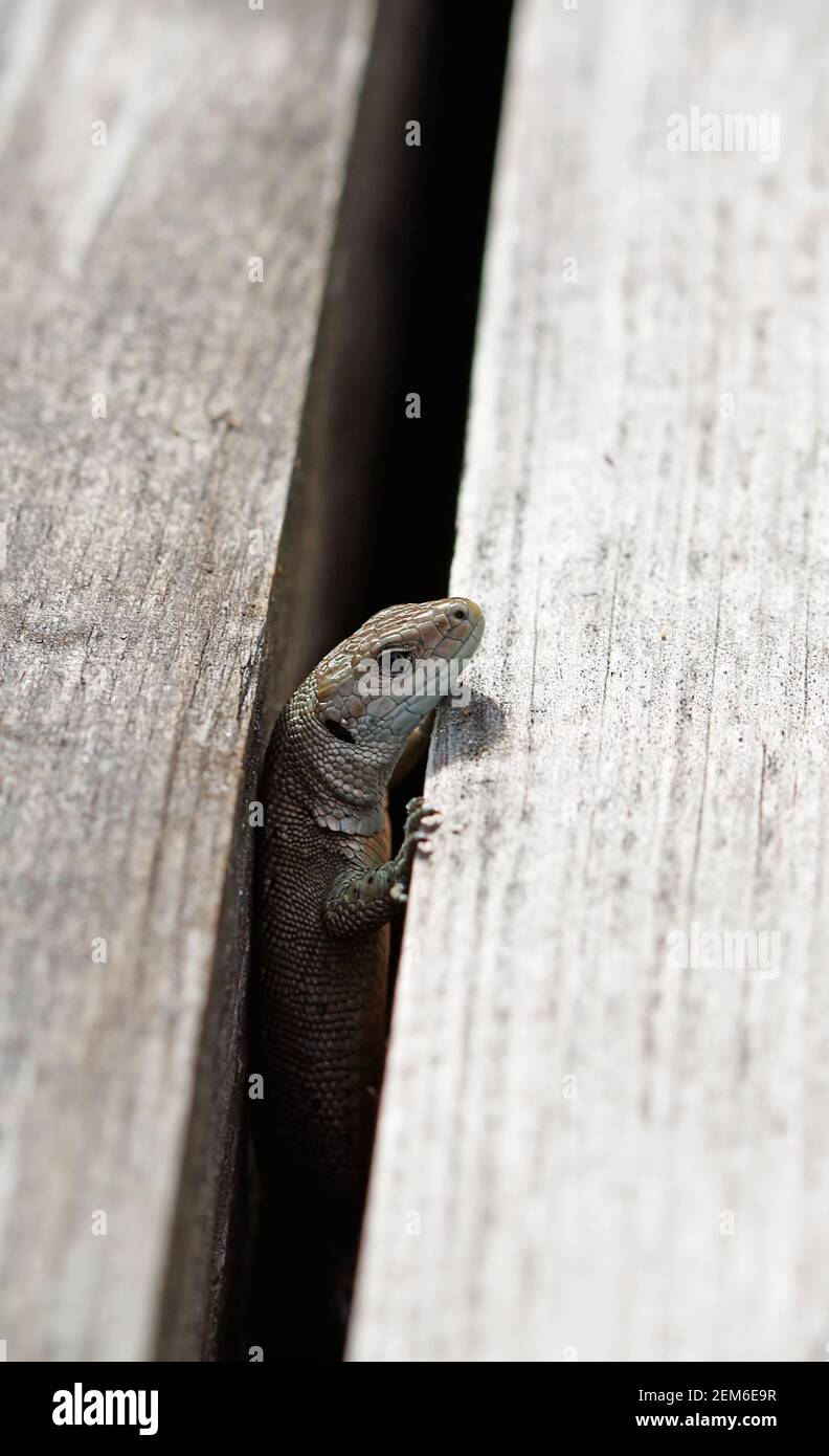 Lizard wooden plank animal wildlife hi-res stock photography and images ...