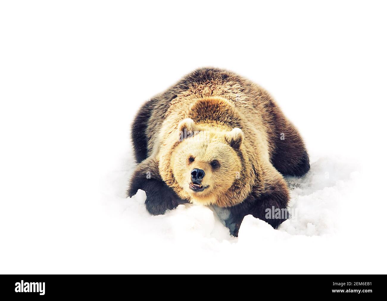 brown bear lay on snow isolated Stock Photo - Alamy