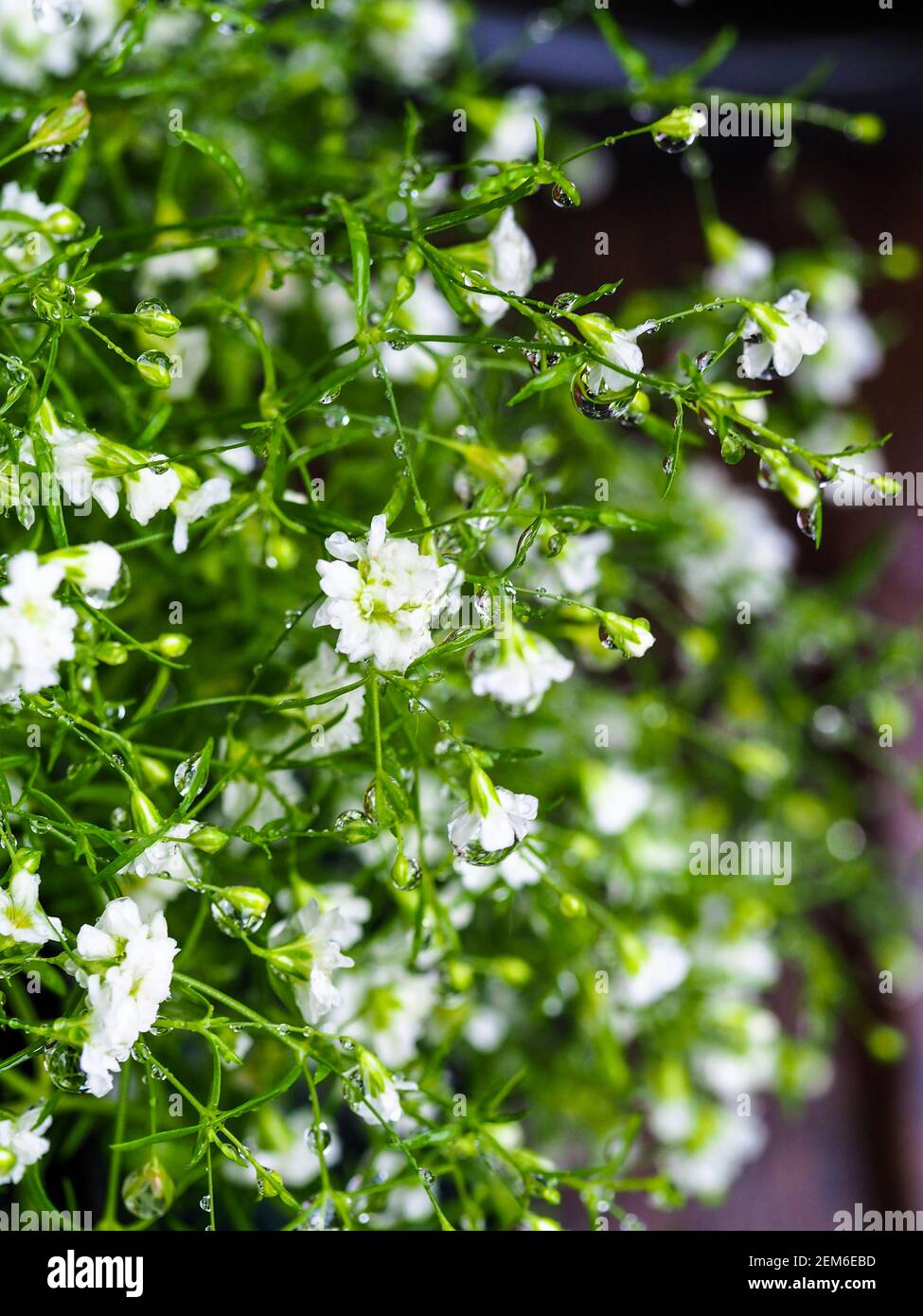 Gypsophila, or Gypsy, delicate tiny white semi-double flowers in Summer on this small compact plant, covered in water droplets Stock Photo