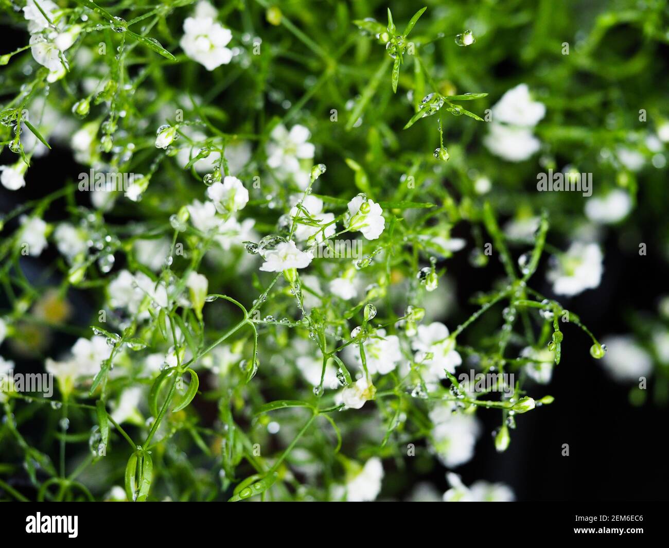 Gypsophila, or Gypsy, delicate tiny white semi-double flowers in Summer on this small compact plant, covered in water droplets Stock Photo