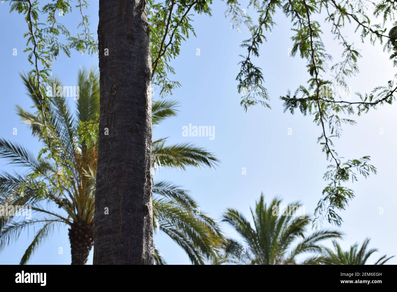 Palm tree vector hi-res stock photography and images - Alamy