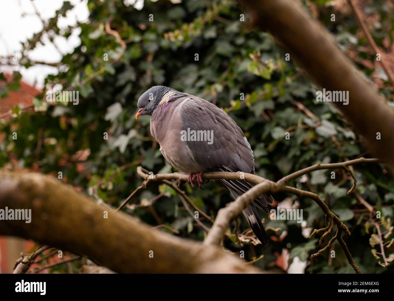 Wood Pigeon (Columba palumbus) roosting in a  Laburnum tree in an English garden. Stock Photo