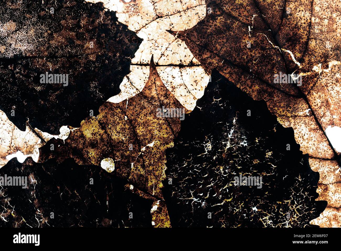 grunge leaves background in autumn Stock Photo - Alamy