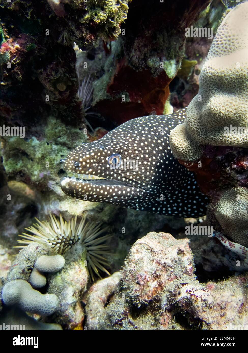 Close up profile moray eel peeking from coral reef underwater in Hawaii. Stock Photo