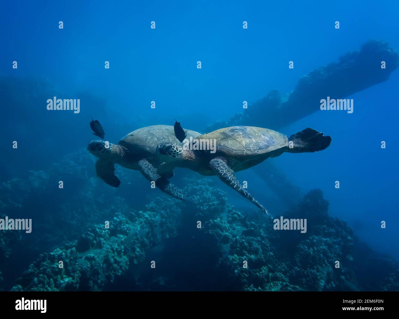 Pair of Hawaiian green sea turtles swim side by side over reef with identical black fish hovering over their heads. Stock Photo