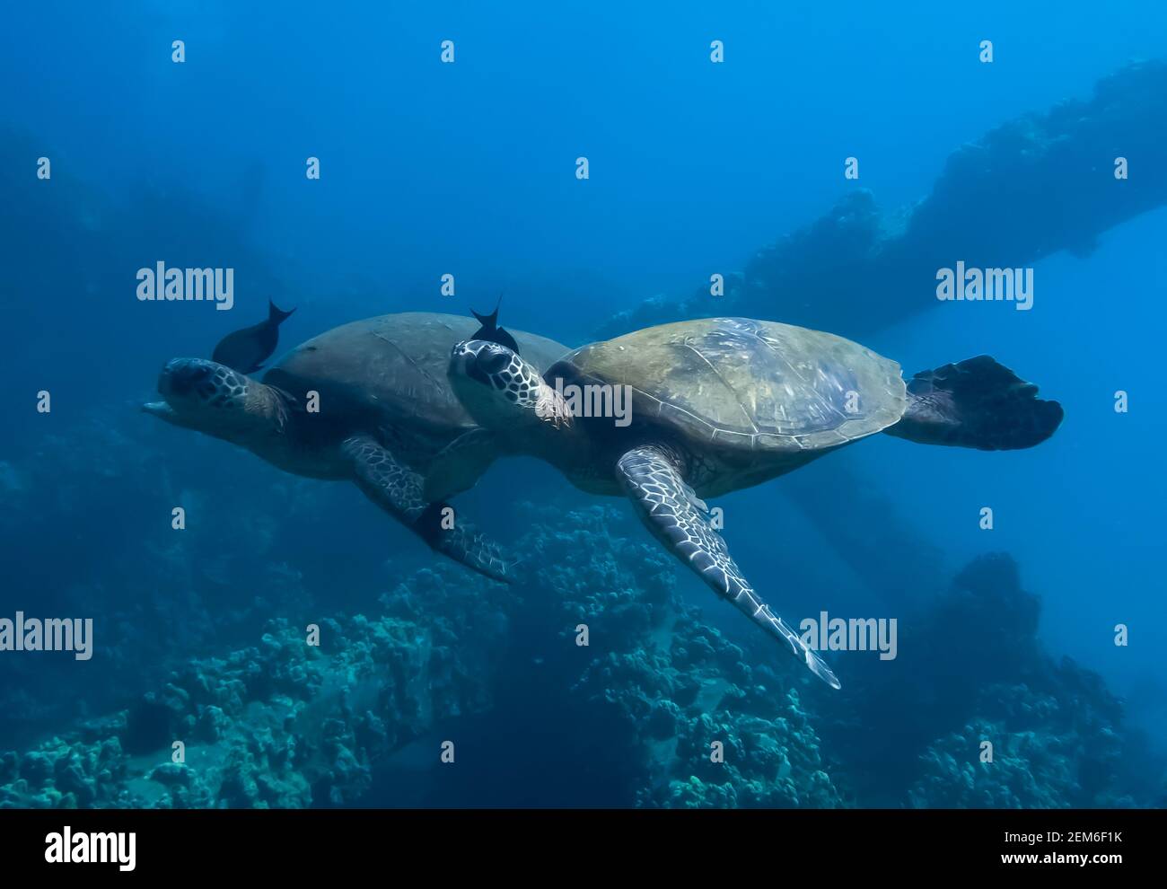Two Hawaiian green sea turtles swim side by side over reef each with a cleaner fish working on its neck. Stock Photo