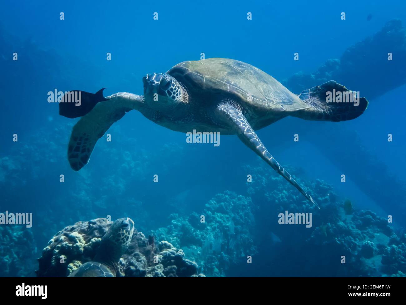 Close up sea turtle swimming towards camera over coral reef with single black fish. Stock Photo