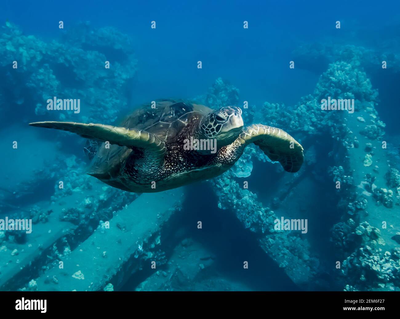 Close up Hawaiian green sea turtle swims towards camera over collapsed coral covered pier underwater in Maui. Stock Photo