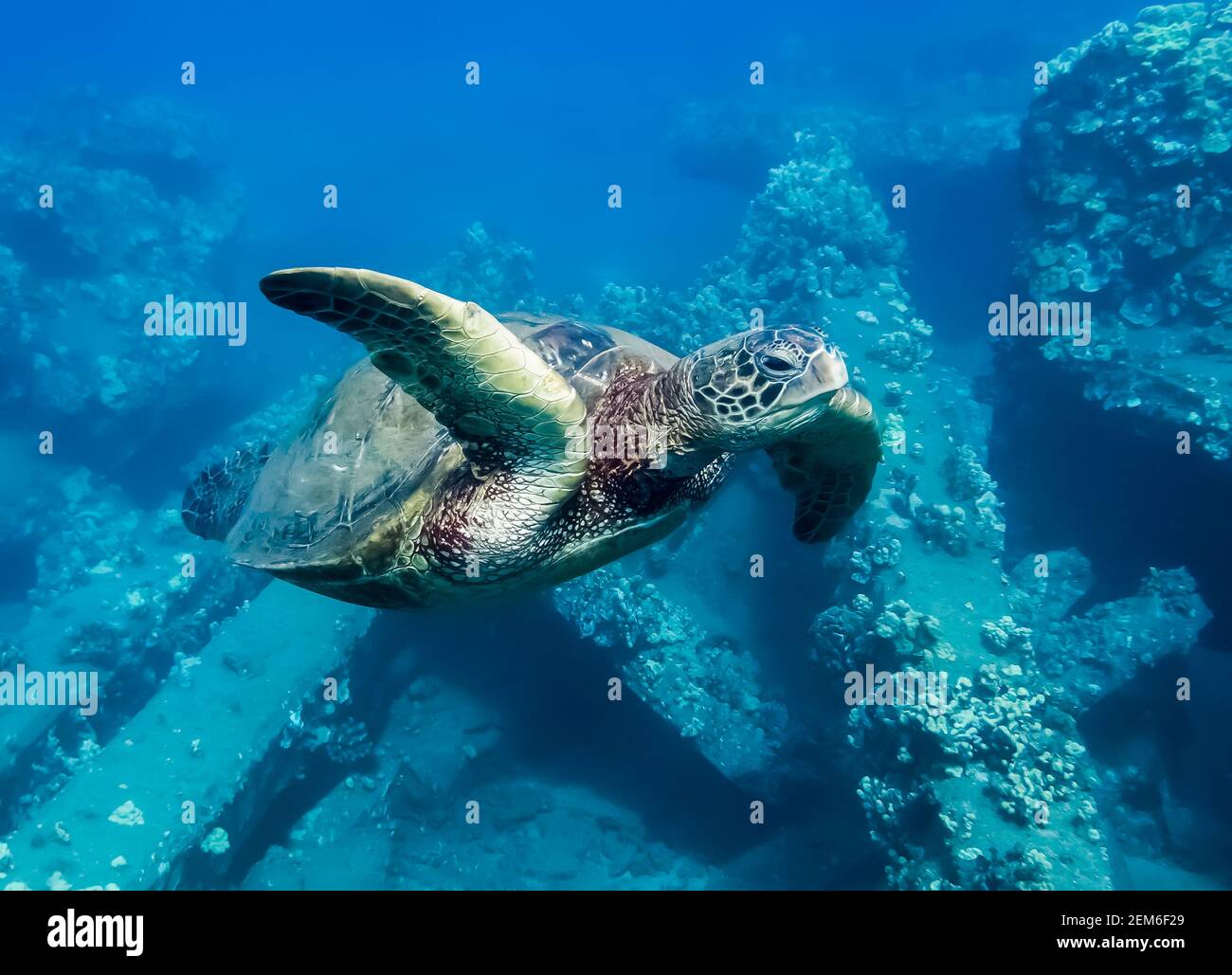 Close up underwater green sea turtle swims by camera over coral reef. Stock Photo