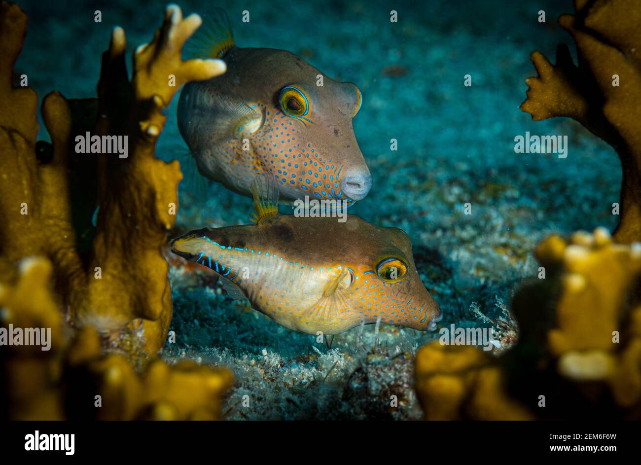 A pair of sharpnose pufferfish (Canthigaster rostrata) on the reef off Sint Maarten, Dutch Caribbean Stock Photo
