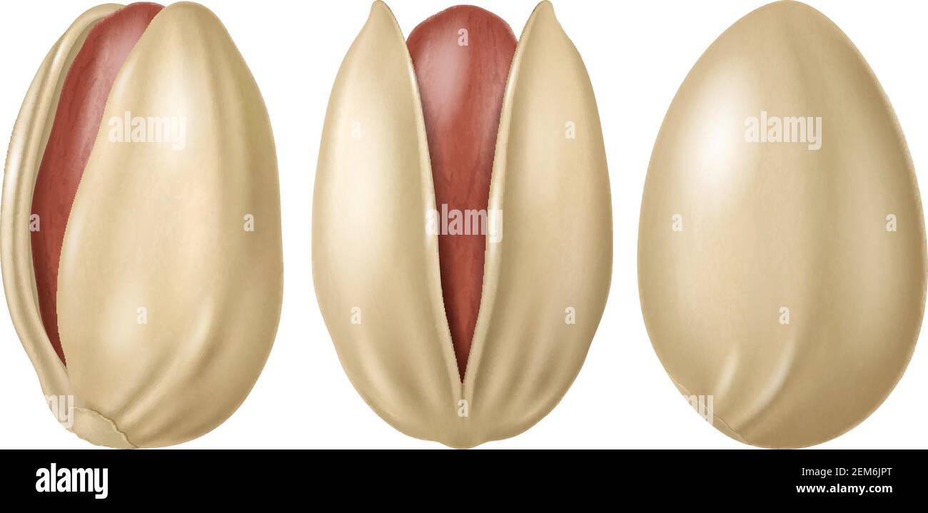 Pistachios isolated on white background. Vector illustration. Stock Vector