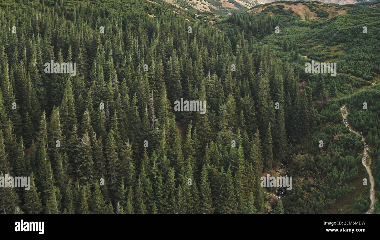 Aerial nobody nature landscape. Hiking path at mountain forest on hill ...