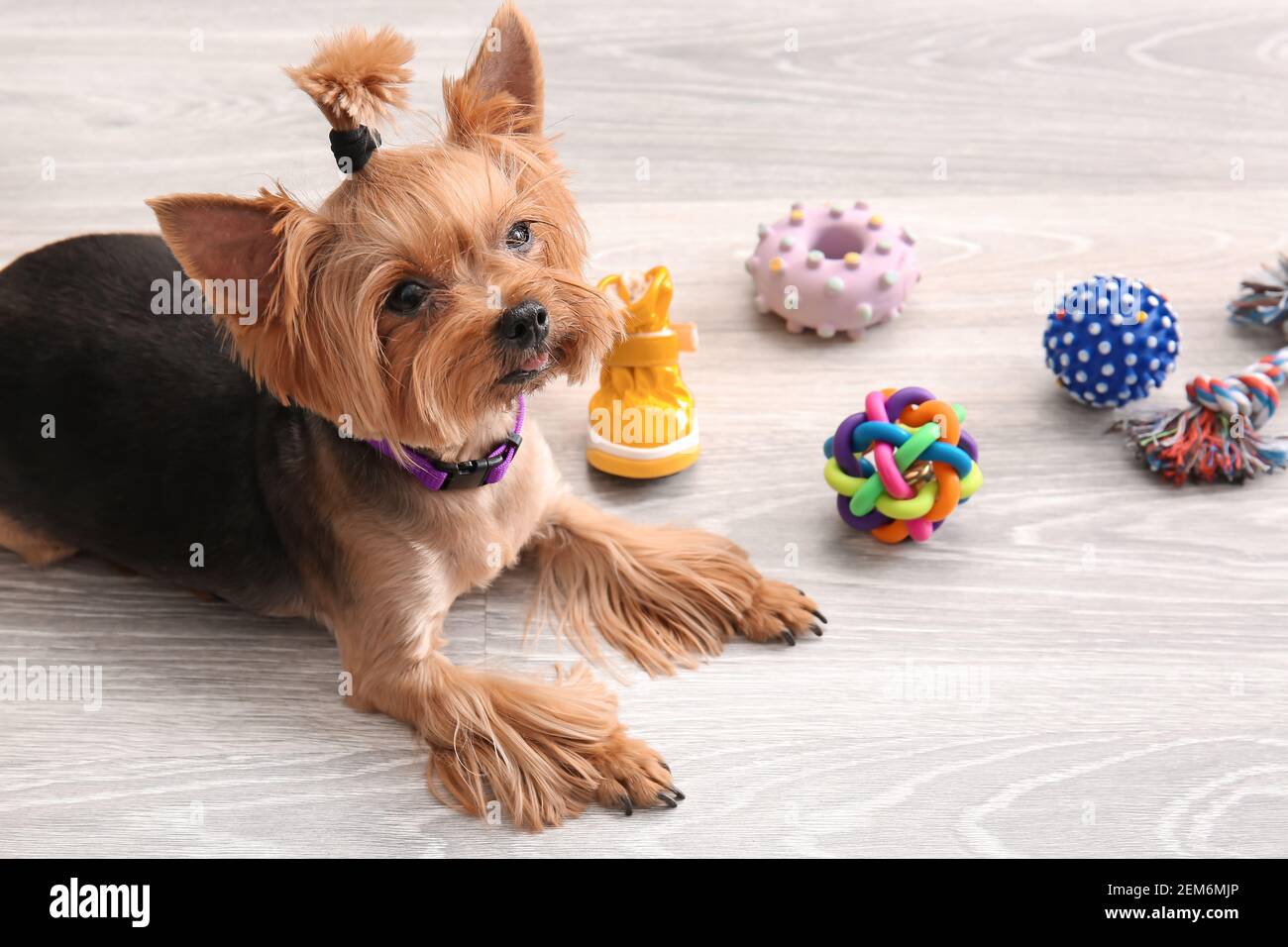 Cute funny dog and pet care accessories at home Stock Photo - Alamy