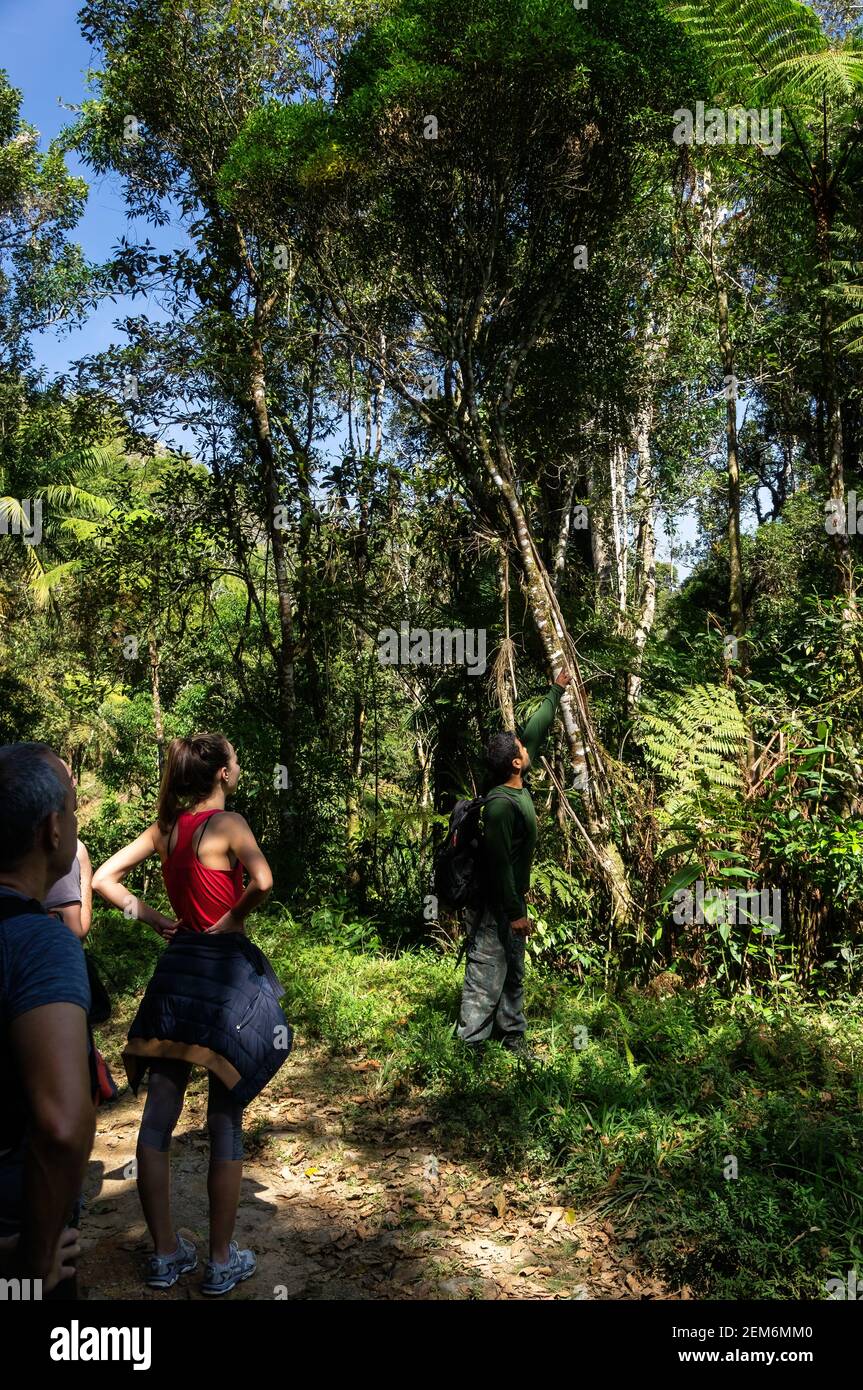 Hikers paying attention while a trail guide points to a tree in a brief pause in the middle of the dirt path of Serra do Mar estate park. Stock Photo