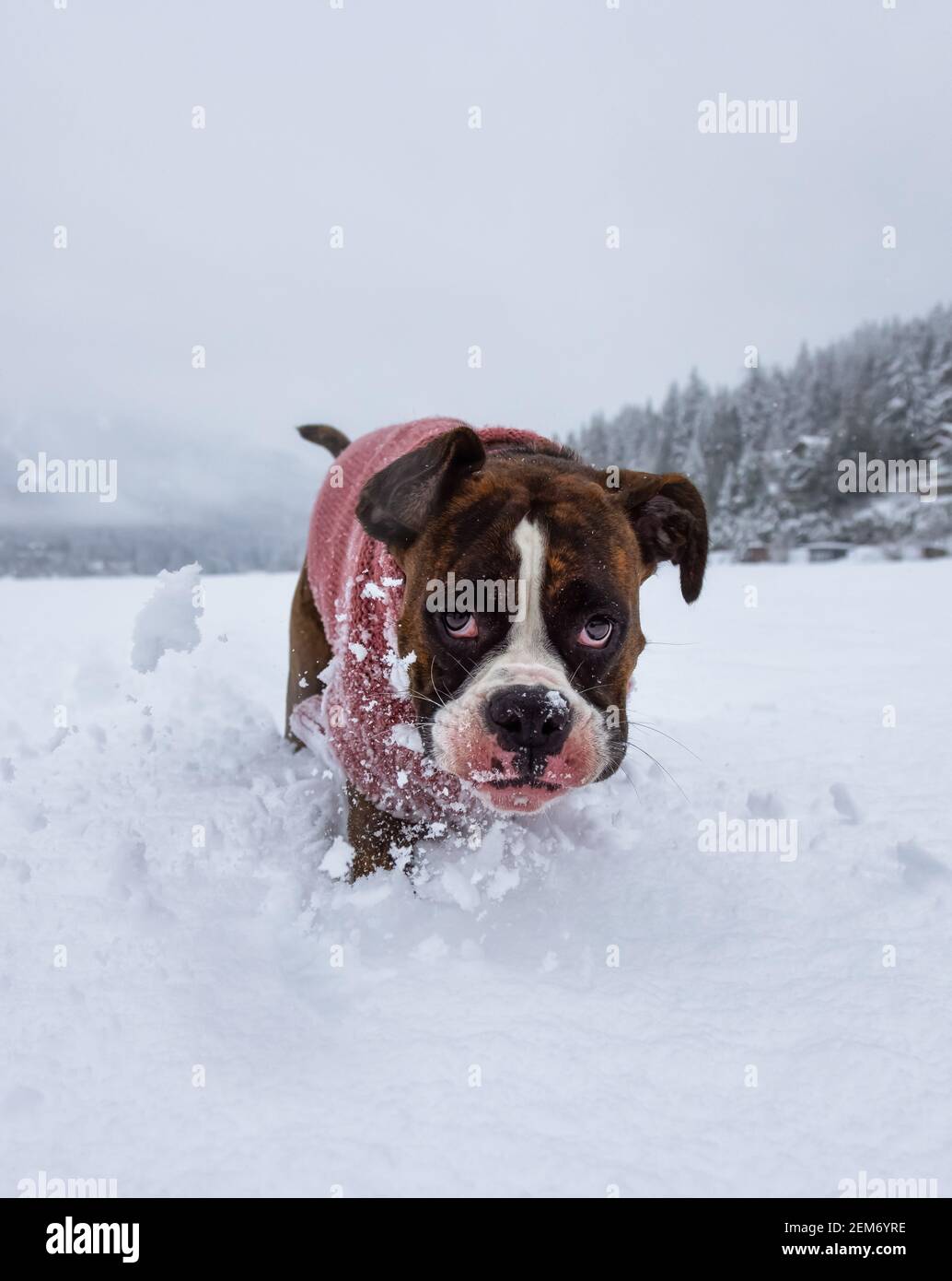 Dog playing in the snow Stock Photo - Alamy