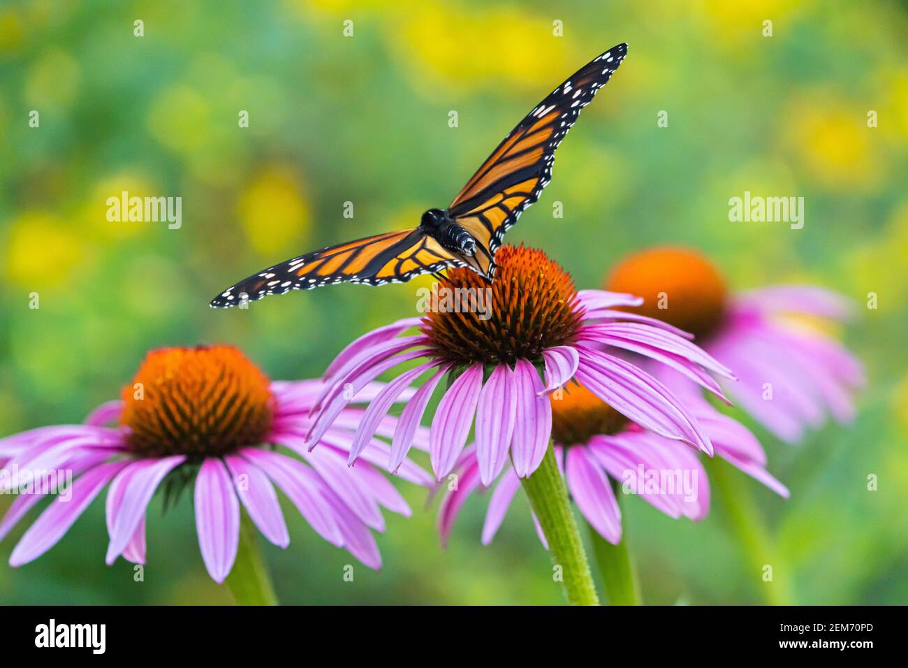 A monarch butterfly stops to pollinate a pink echinacea blossom.  The background is a lovely purposely blurred green and yellow from the nearby St. Jo Stock Photo