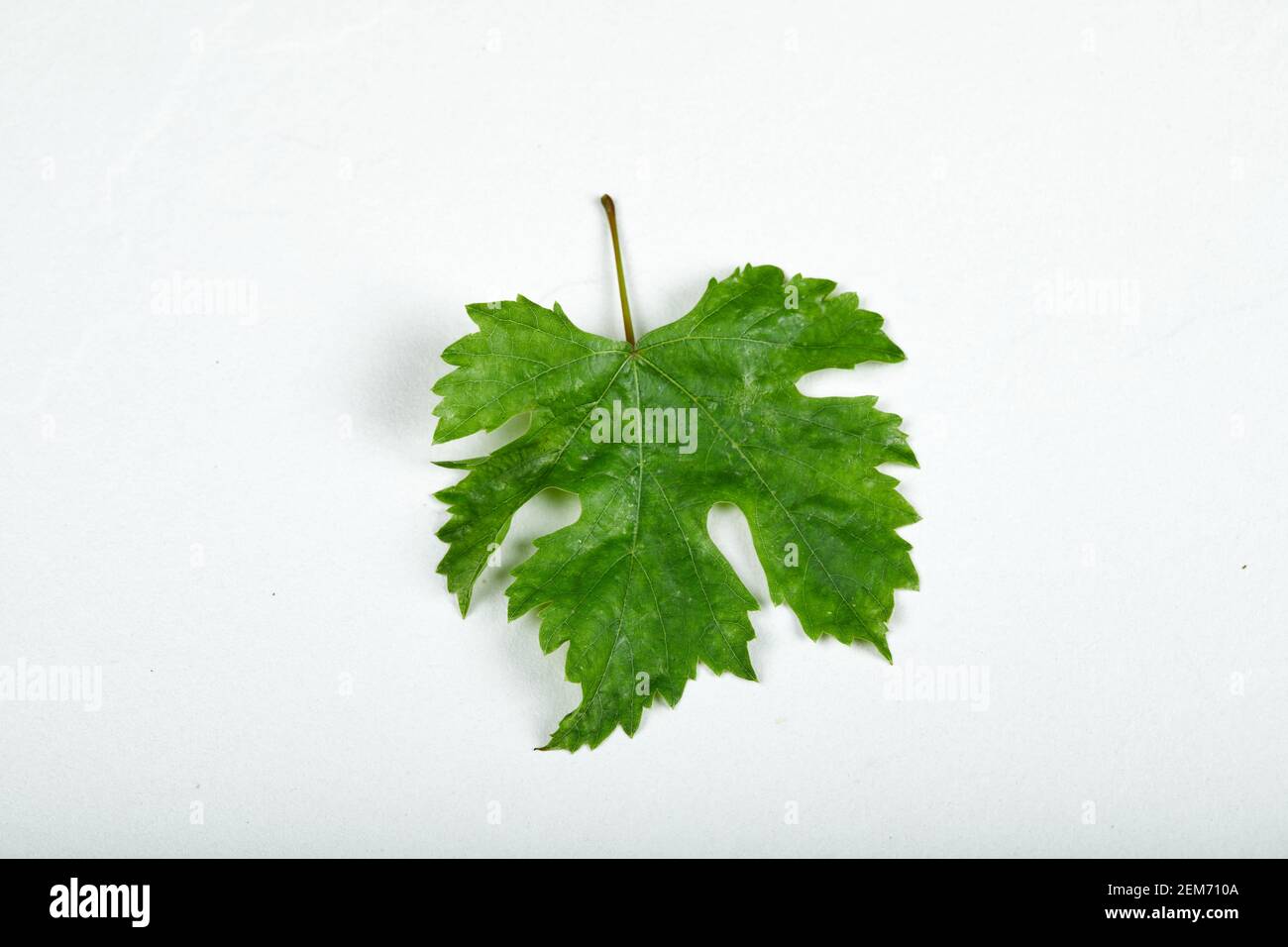 A grape leaf isolated on white background Stock Photo