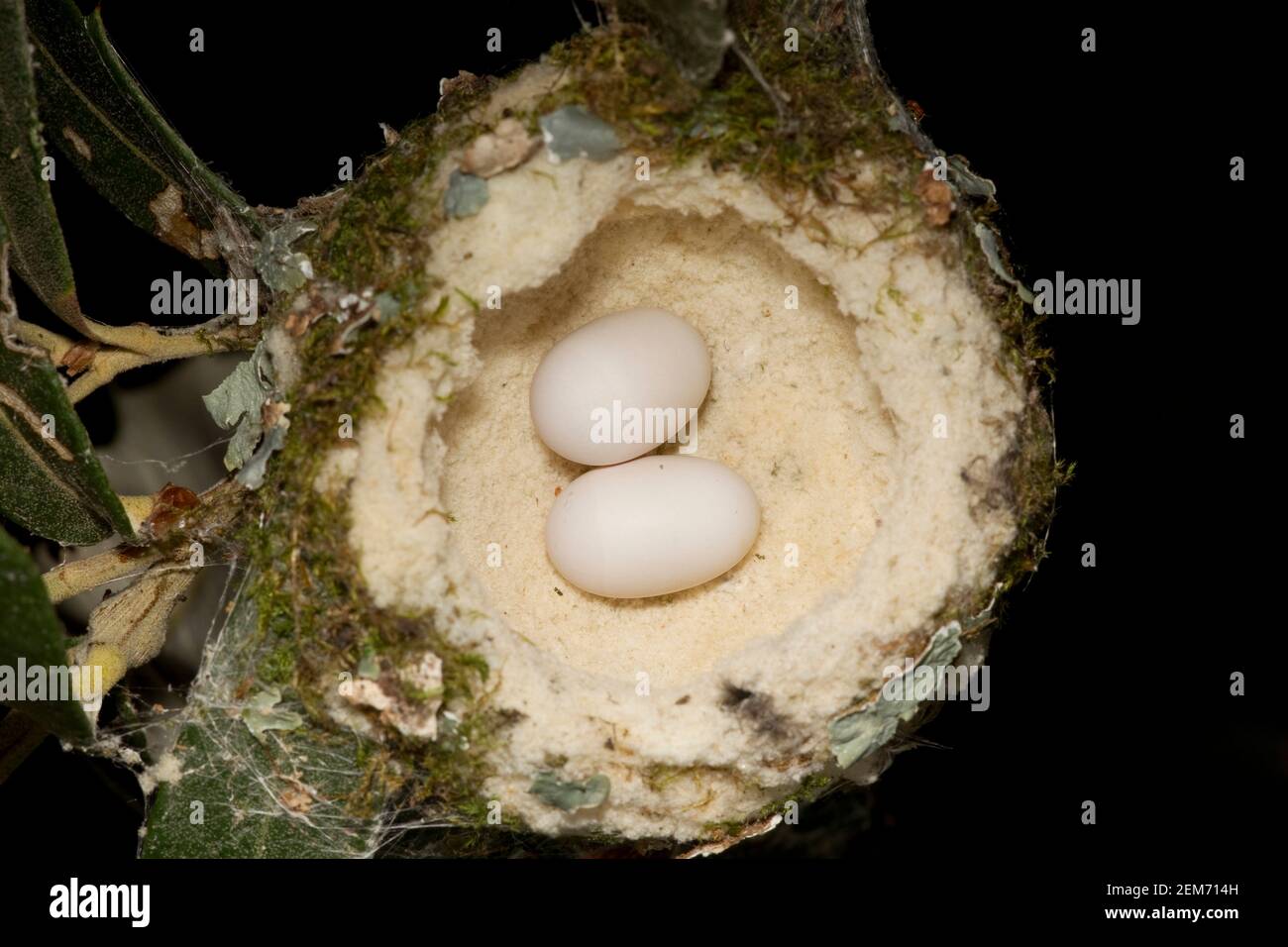 White eared Hummingbird Nest With Eggs Hylocharis Leucotis Nest In 