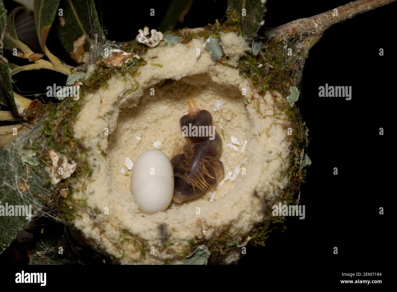 White-eared Hummingbird nest with one egg and one recently hatched nestling, Hylocharis leucotis. First day out of the egg. Stock Photo