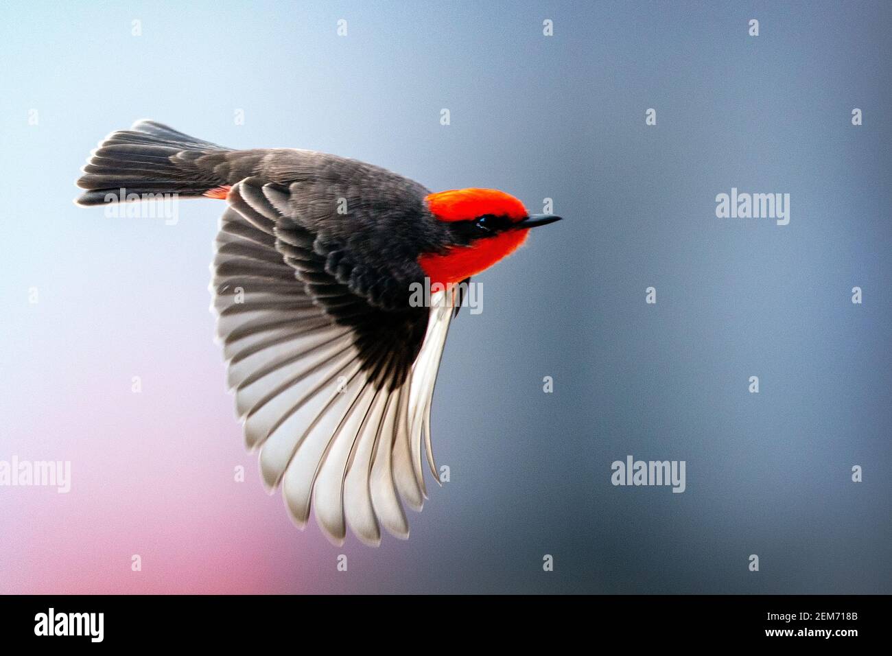 A male Vermilion Flycatcher (Pyrocephalus obscurus) in Maxwell, California Stock Photo