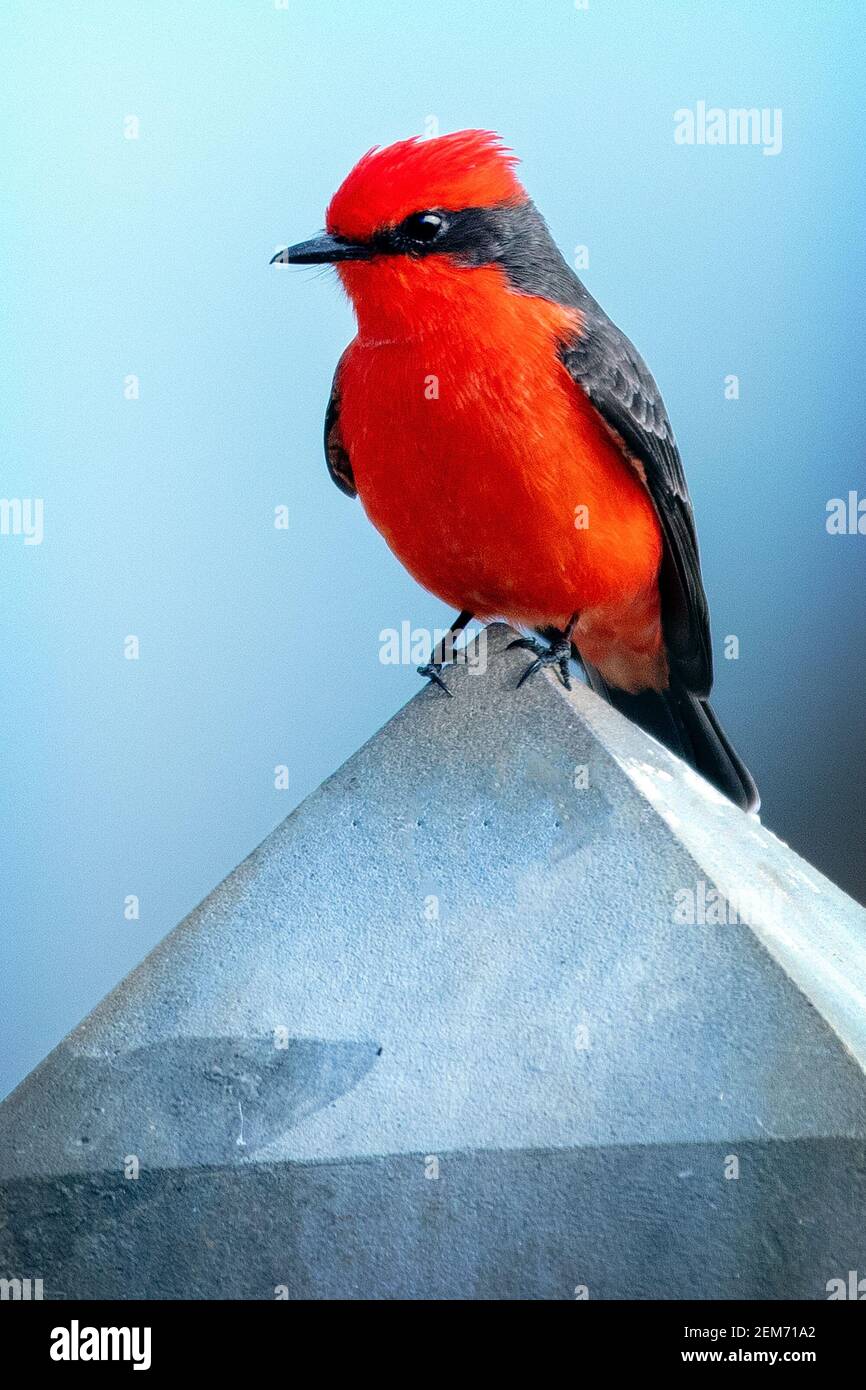 A male Vermilion Flycatcher (Pyrocephalus obscurus) in Maxwell, California Stock Photo