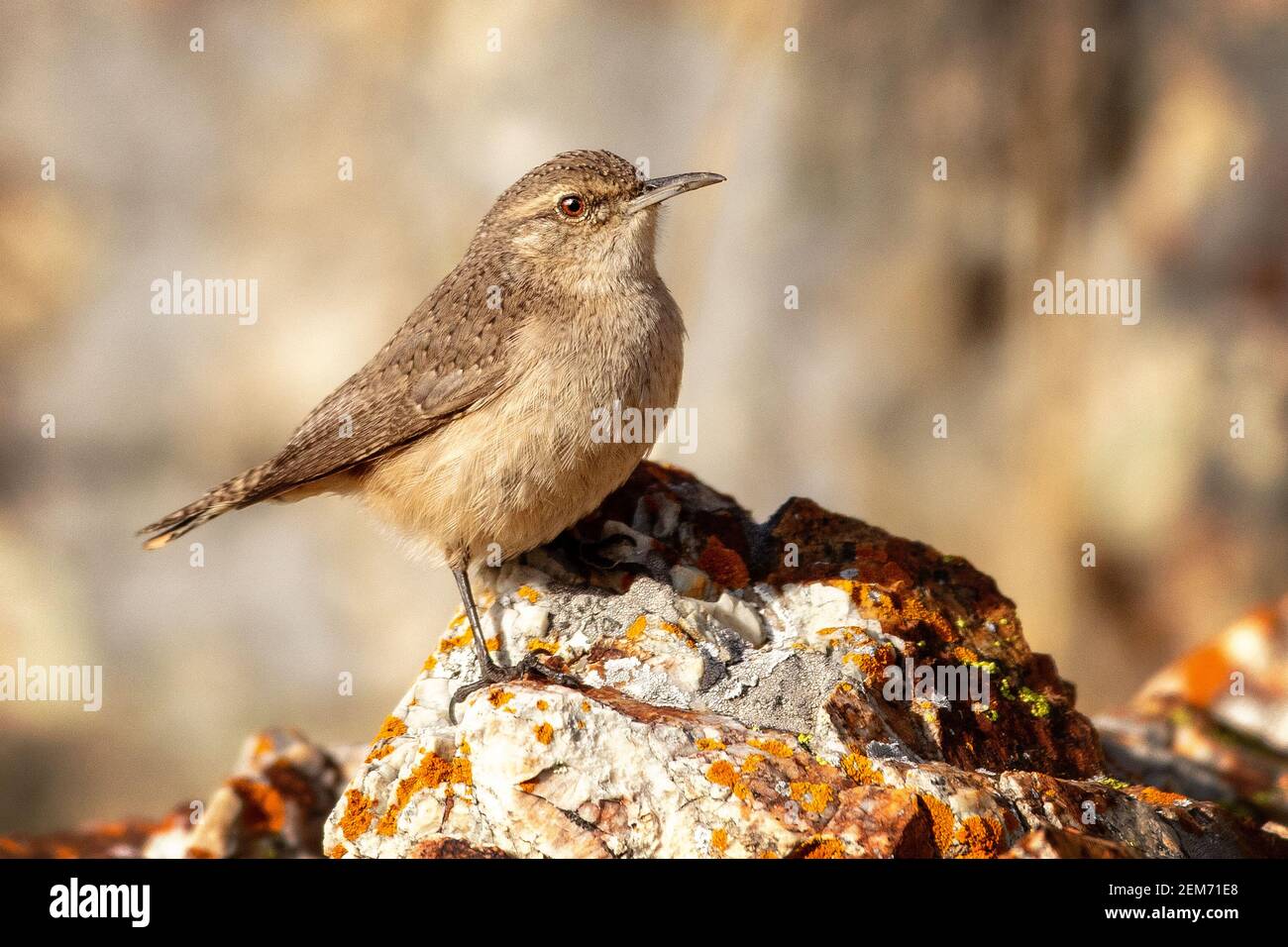 A Rock Wren (Salpinctes obsoletus) poses with its rock at Coyote Hills Regional Park, Fremont, California Stock Photo