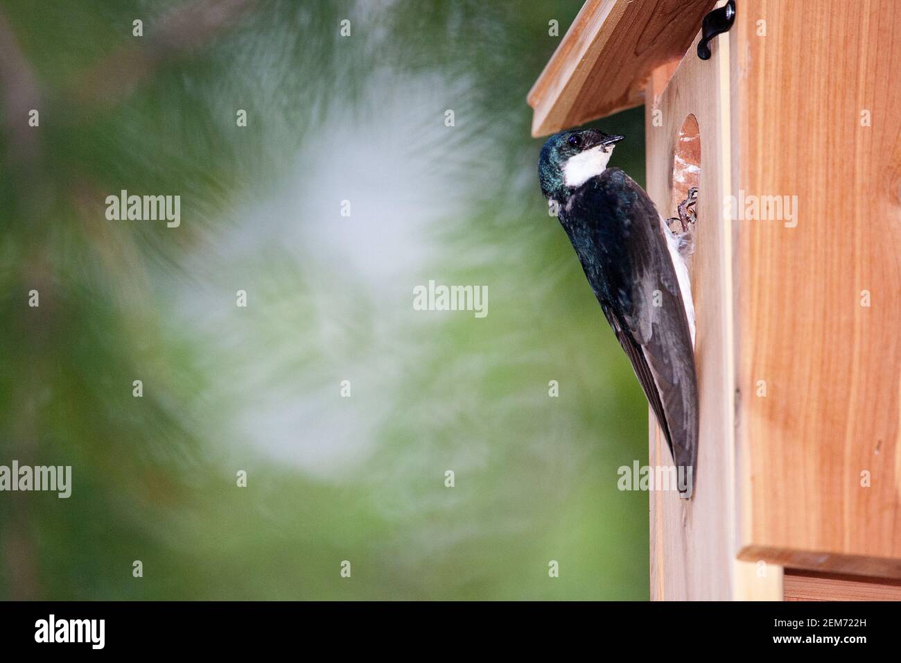 A male Tree Swallow (Tachycineta bicolor) tends to chicks in a birdhouse in Talkeetna, Alaska Stock Photo