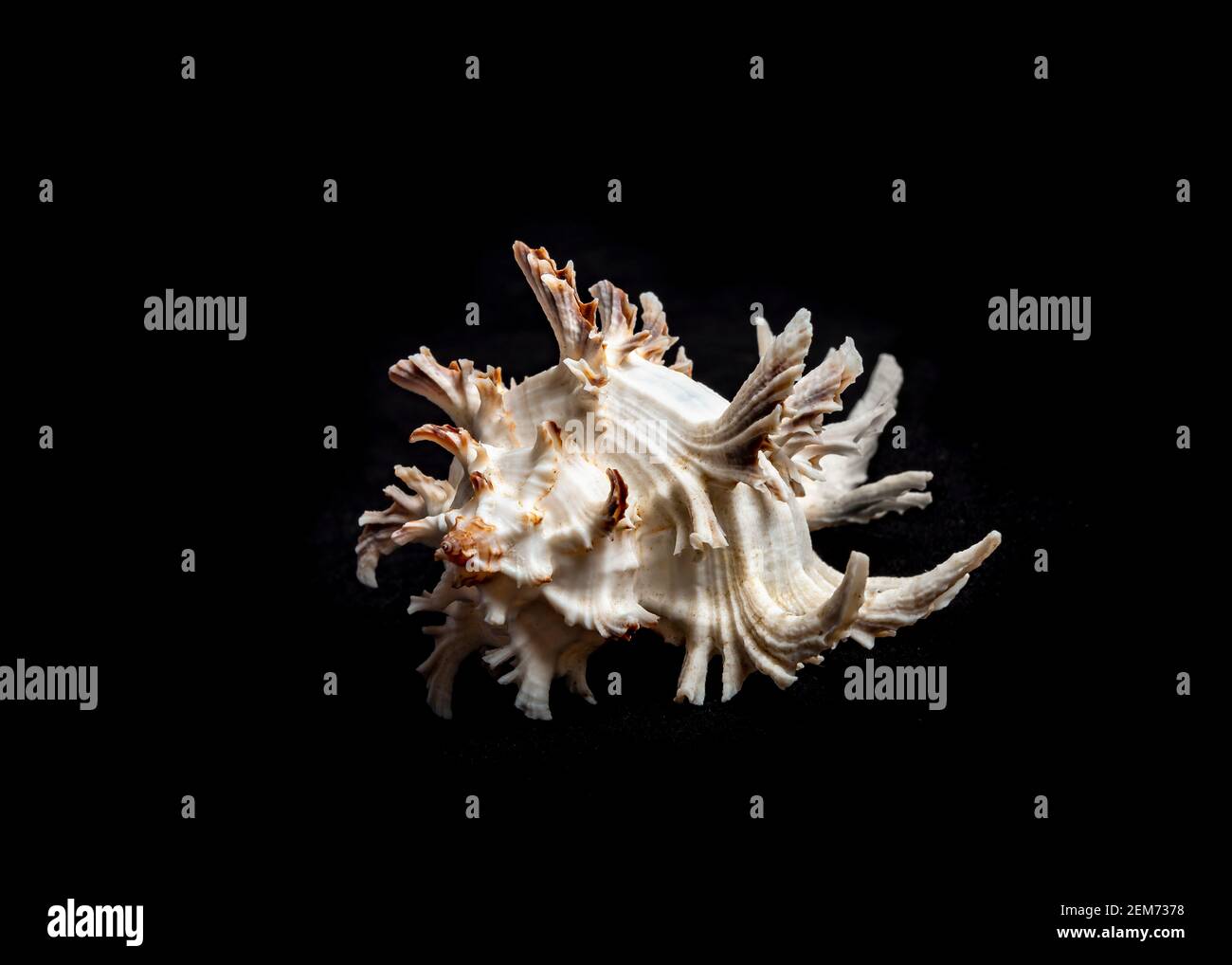 Isolated sea shell illuminated by side light on black background Stock ...