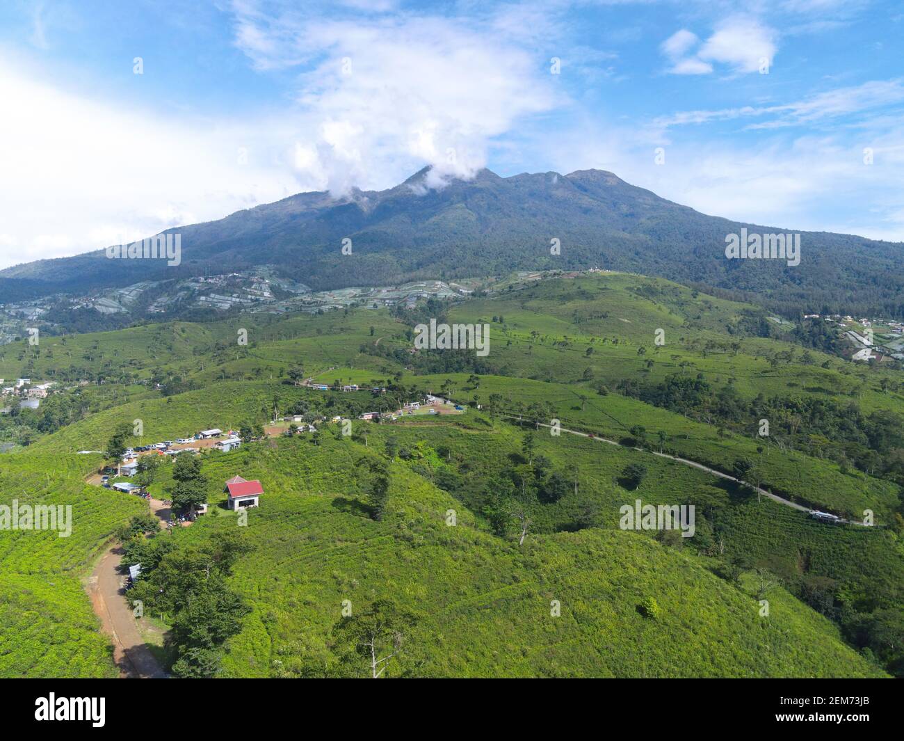 Aerial view of tea plantation in Kemuning, Indonesia with Lawu mountain background Stock Photo