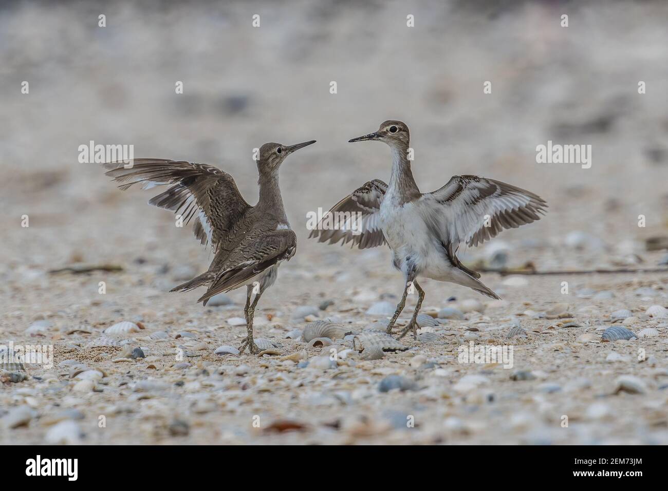 common sandpiper Actitis hypoleucos figthing Stock Photo