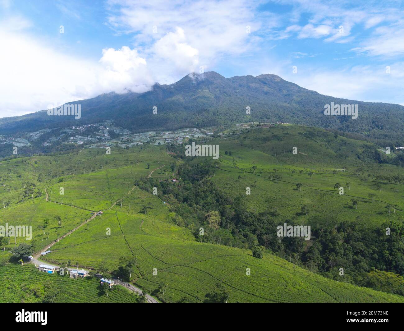 Aerial view of tea plantation in Kemuning, Indonesia with Lawu mountain ...