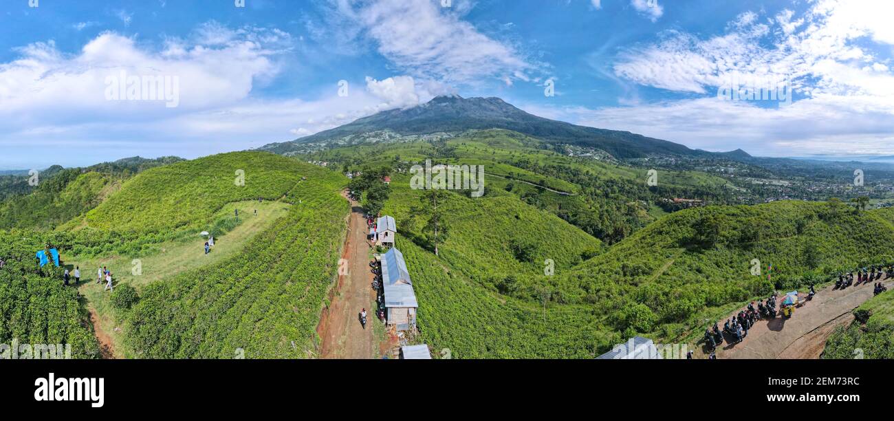 Aerial view of tea plantation in Kemuning, Indonesia with Lawu mountain background Stock Photo