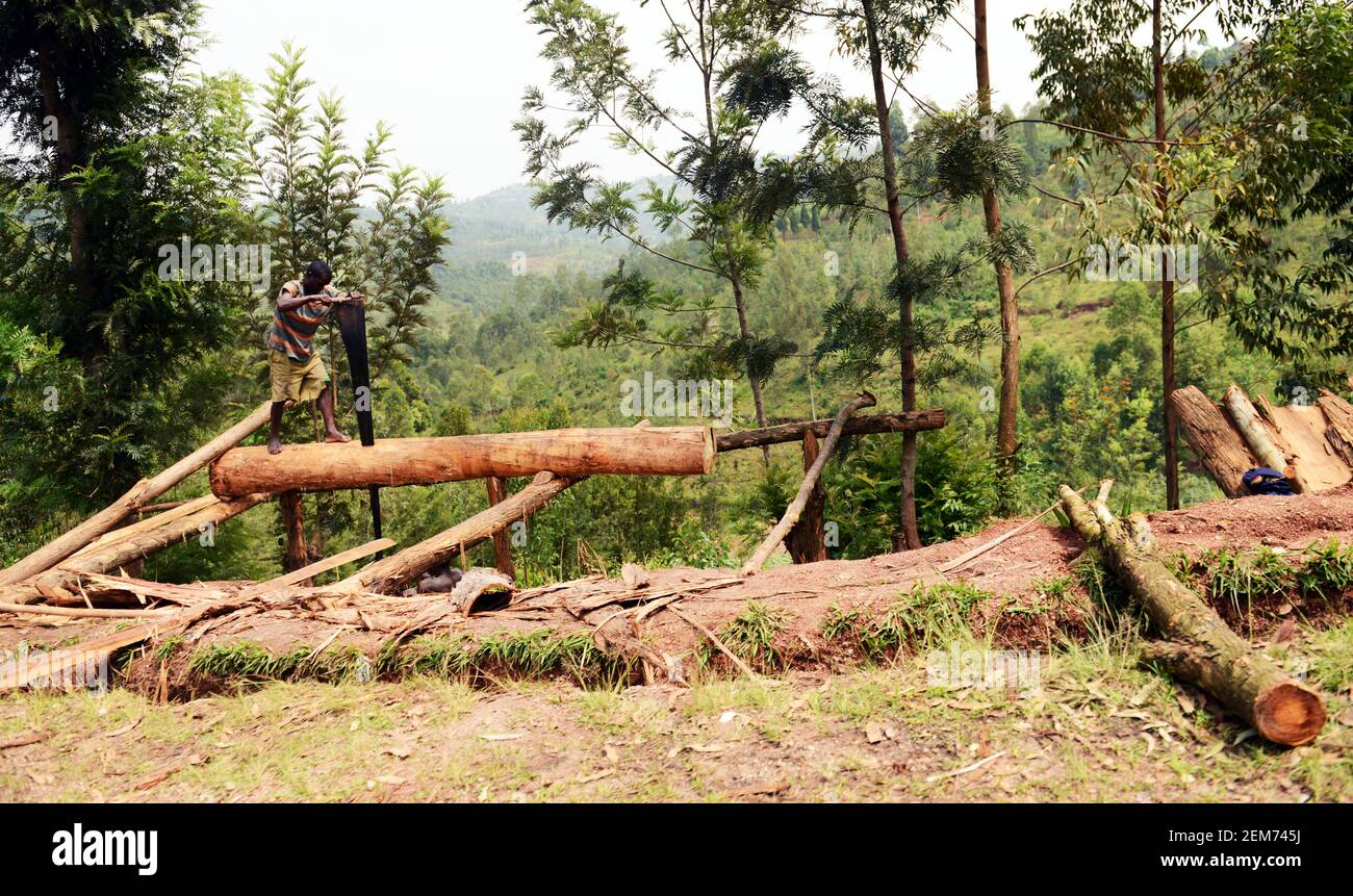 A Rwandan man cutting a log of wood with a very large handsaw. Stock Photo
