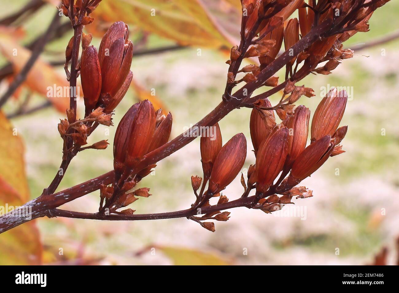Redish orange lilac open seed pods in fall Stock Photo