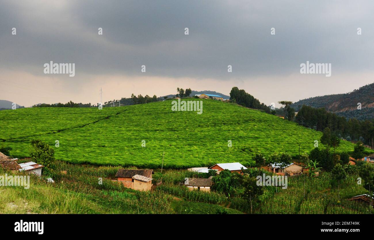 Rwandan Tea plantations in southern Rwanda Stock Photo - Alamy