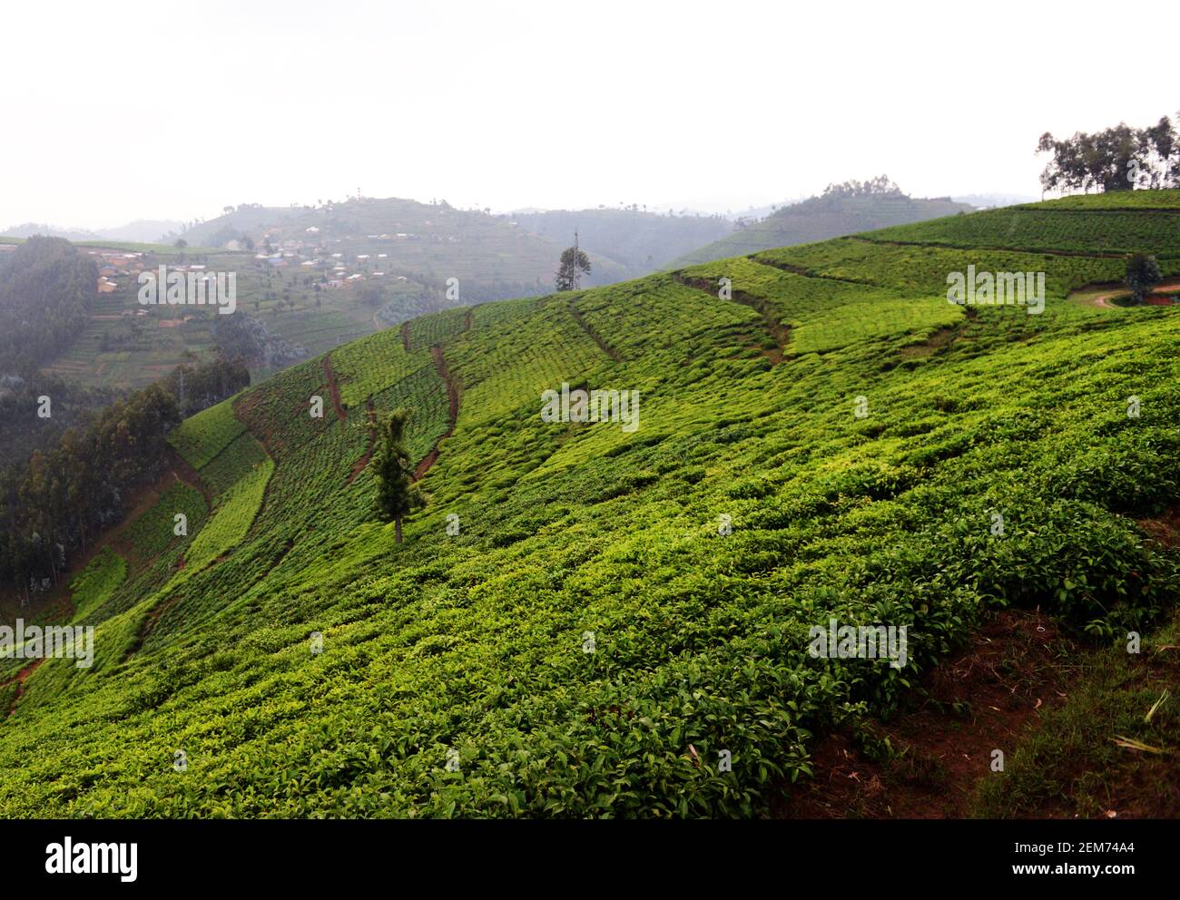 Rwandan Tea plantations in southern Rwanda Stock Photo - Alamy