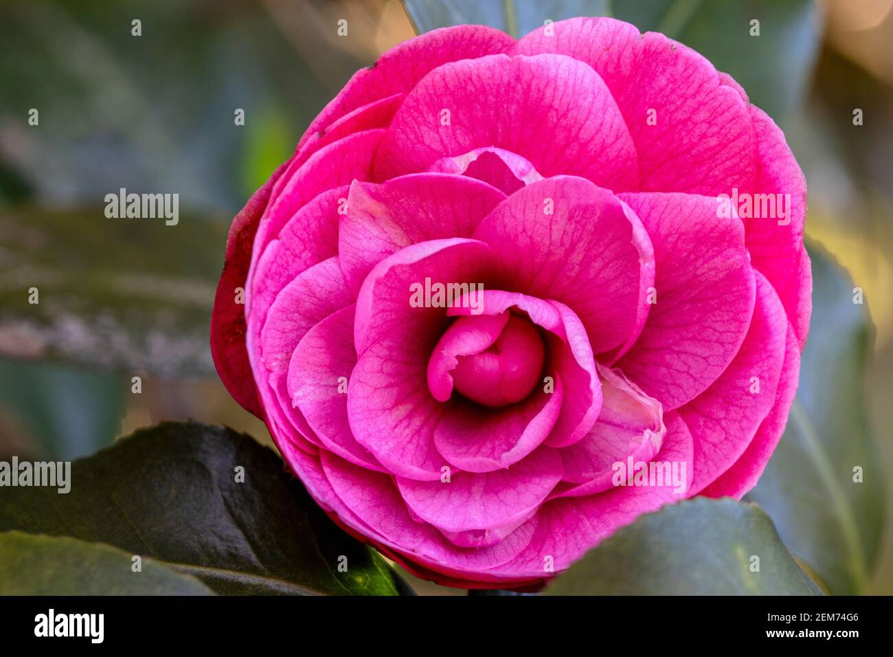 Japanese camellia (Camellia japonica) or tsubaki - South Carolina Botanical Garden, Clemson, South Carolina, USA Stock Photo