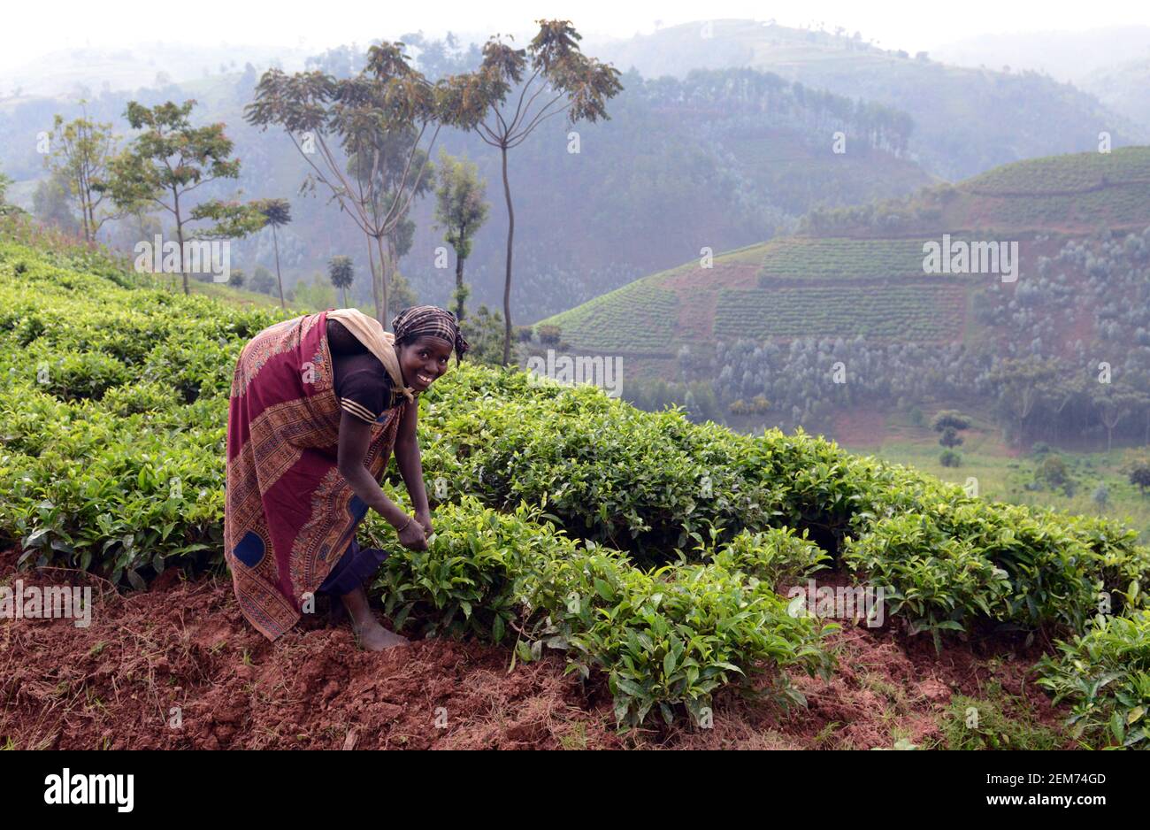 Rwandan Tea plantations in southern Rwanda Stock Photo - Alamy