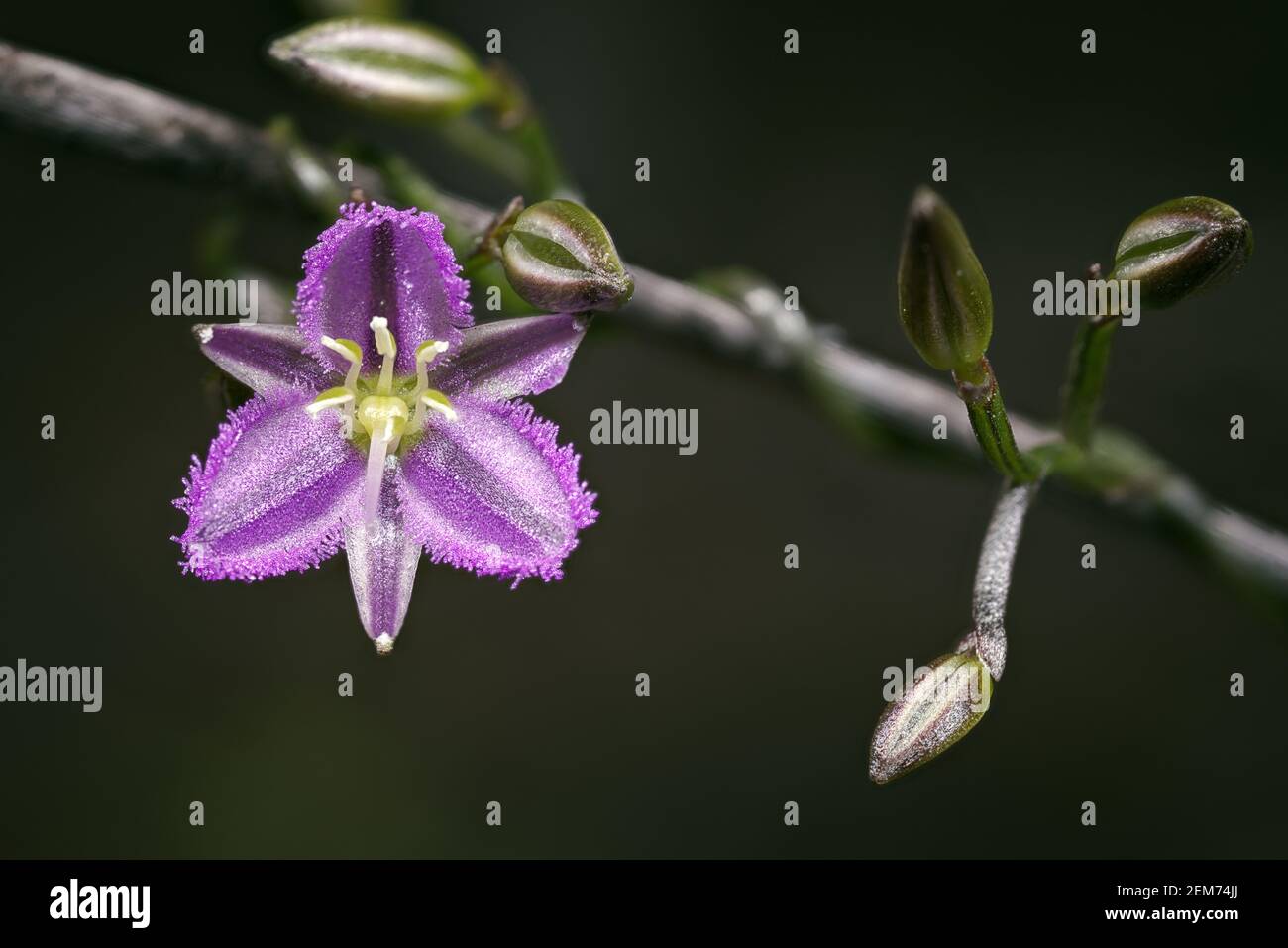 Common Fringe Lily against dark background, Western Australia Stock Photo